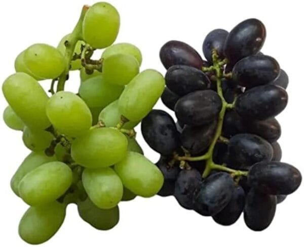 Fresh Grapes Combo (Green & Black) Pack, 500gram, fresh - Image 3