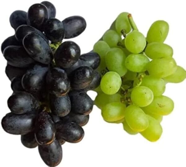 Fresh Grapes Combo (Green & Black) Pack, 500gram, fresh